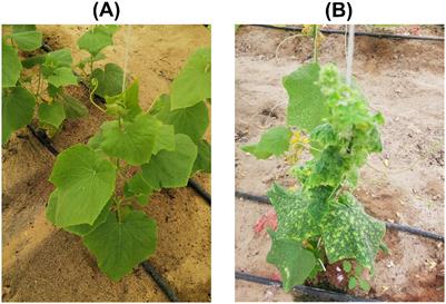 High-throughput sequencing discovered diverse monopartite and bipartite begomoviruses infecting cucumbers in Saudi Arabia
